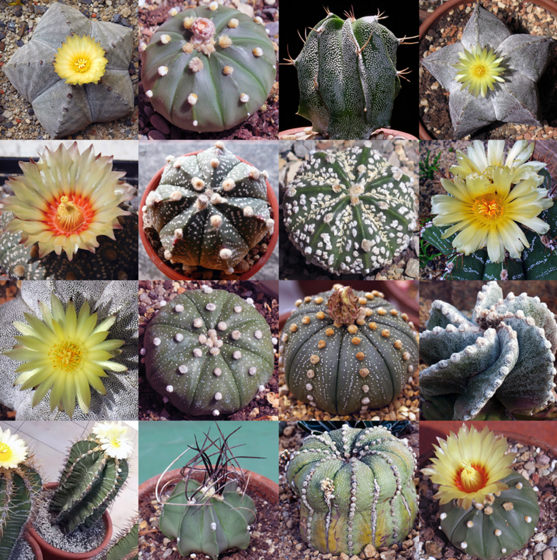 Heirloom Non-GMO Astrophytum Plant Seeds for Planting – Rare Cactus Variety for Decorative Gardens - Non-GMO for planting in home garden